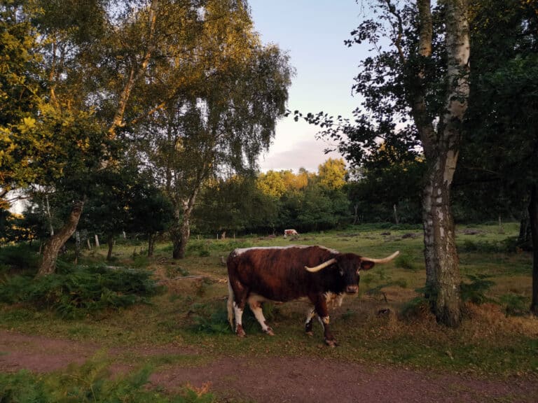 english longhorn cattle in within sherwood forest geograph.org.uk 6357726 english longhorn cattle in within sherwood forest geograph.org.uk 6357726