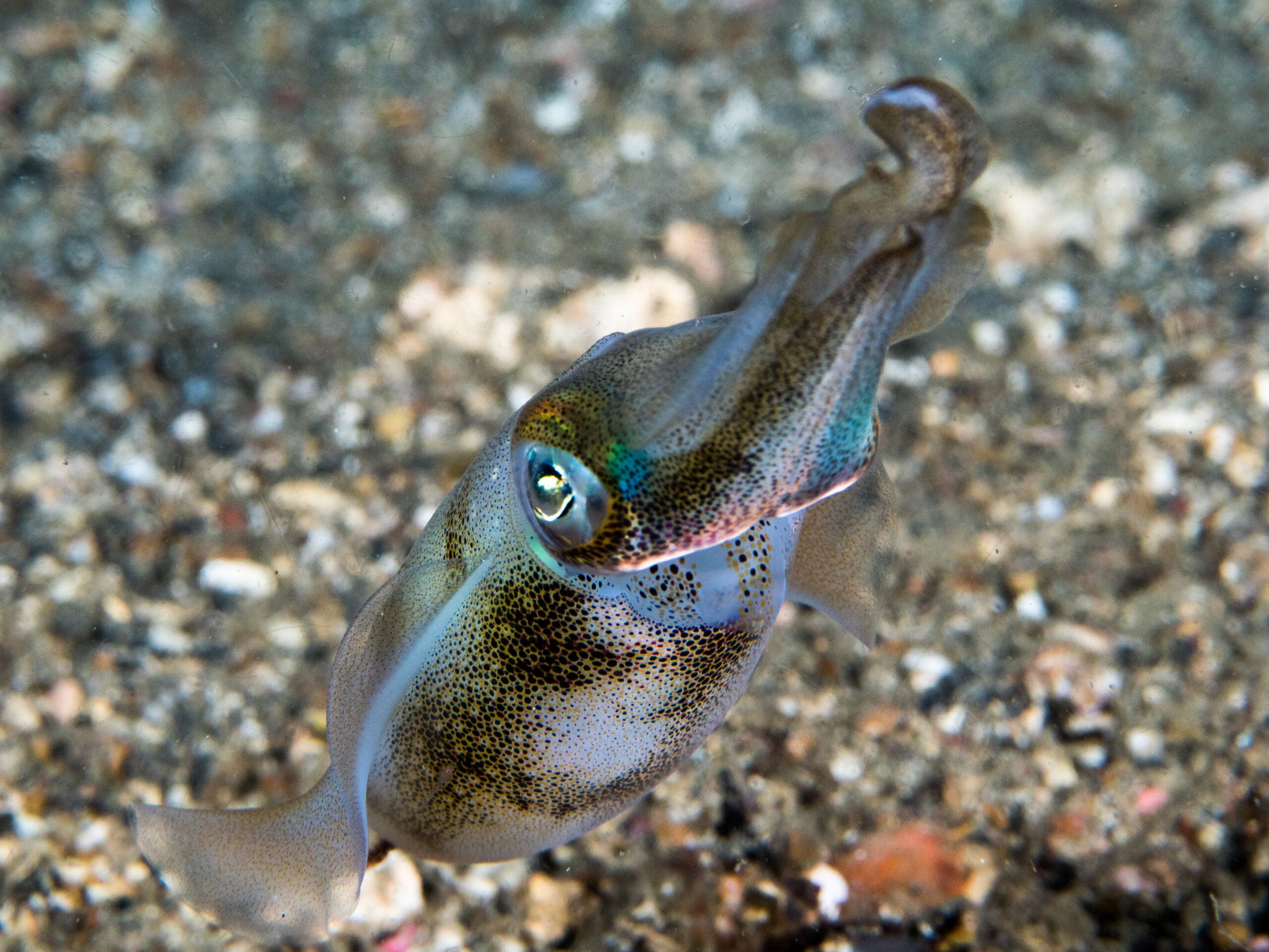 bigfin reef squid (sepioteuthis lessoniana) (31279122218) bigfin reef squid (sepioteuthis lessoniana) (31279122218)