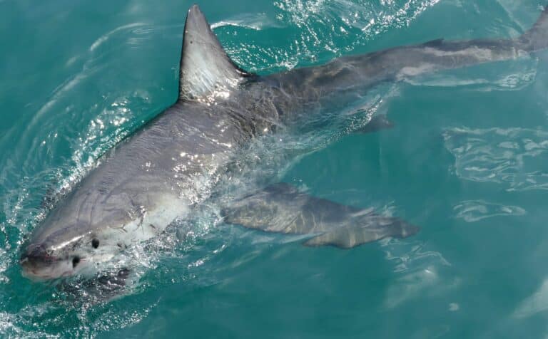 file:great white shark (carcharodon carcharias) attacking a fish lure … (29723220133).jpg file:great white shark (carcharodon carcharias) attacking a fish lure … (29723220133).jpg