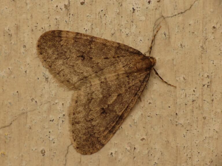 operophtera brumata (10642081144) operophtera brumata (10642081144)