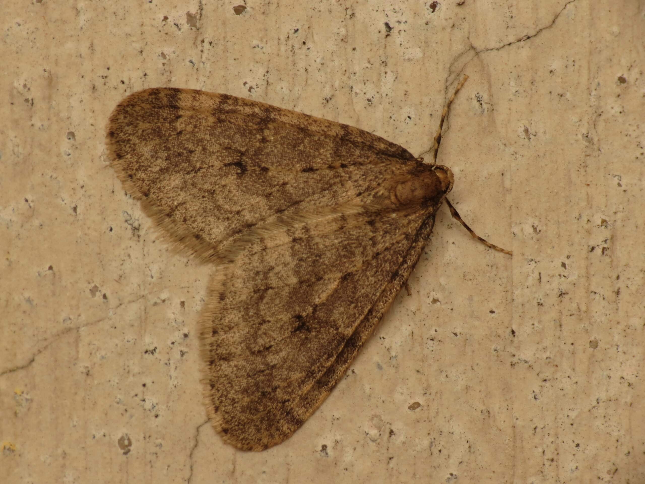 operophtera brumata (10642081144) operophtera brumata (10642081144)