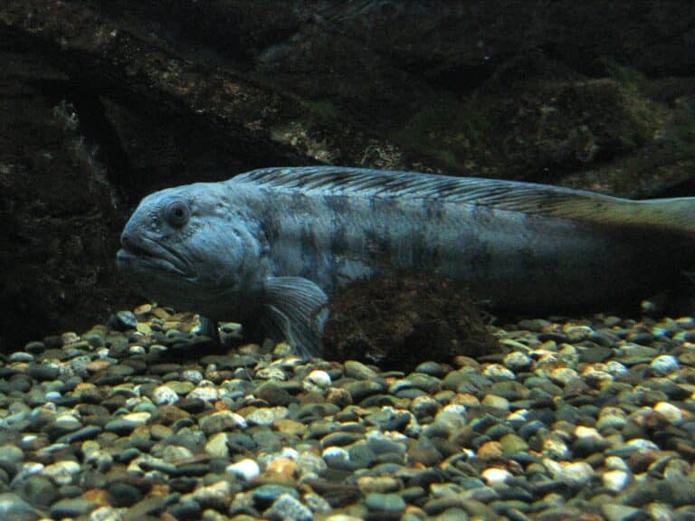 file:océanopolis les aquariums 005.jpg file:océanopolis les aquariums 005.jpg