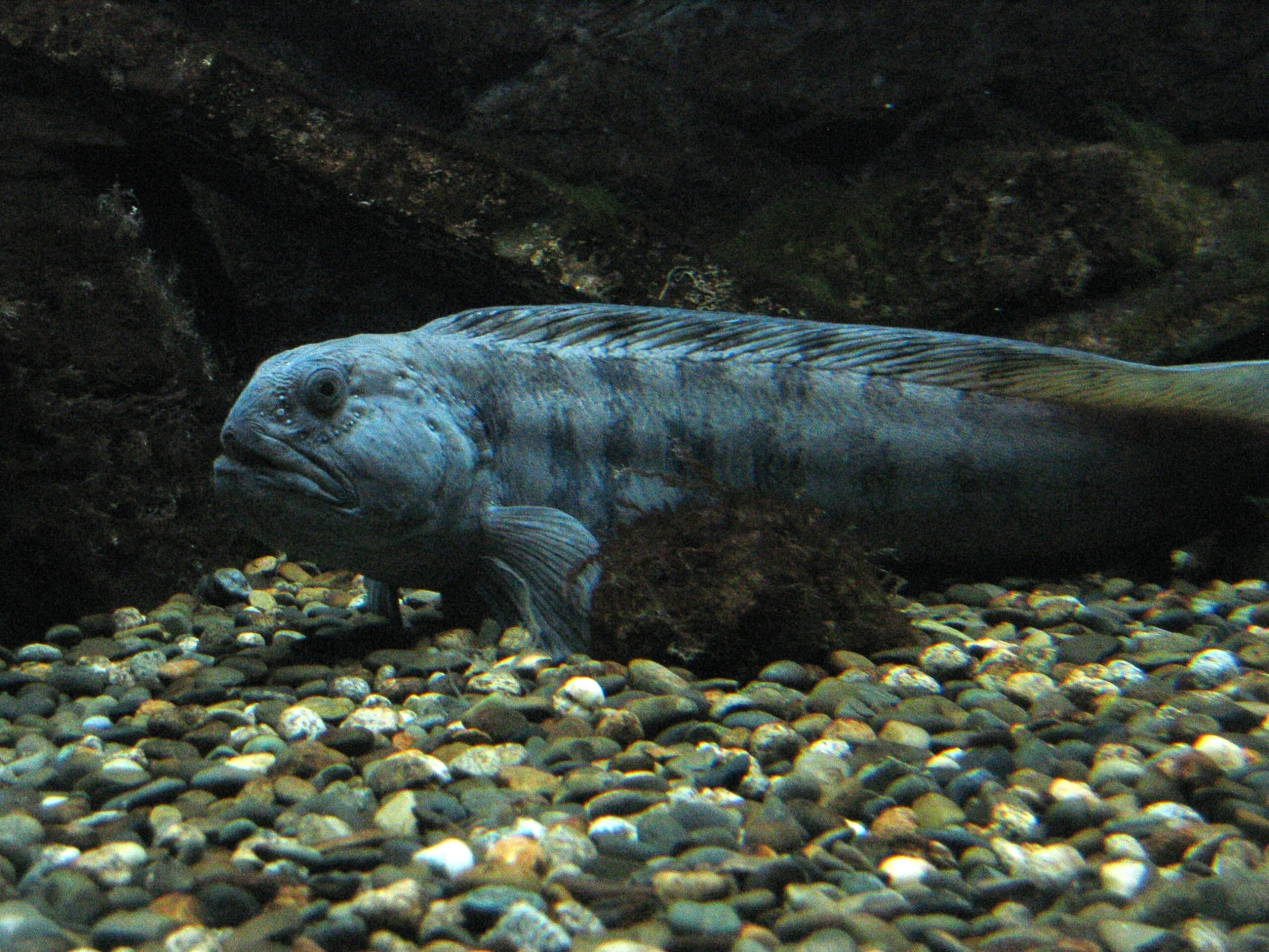 file:océanopolis les aquariums 005.jpg file:océanopolis les aquariums 005.jpg