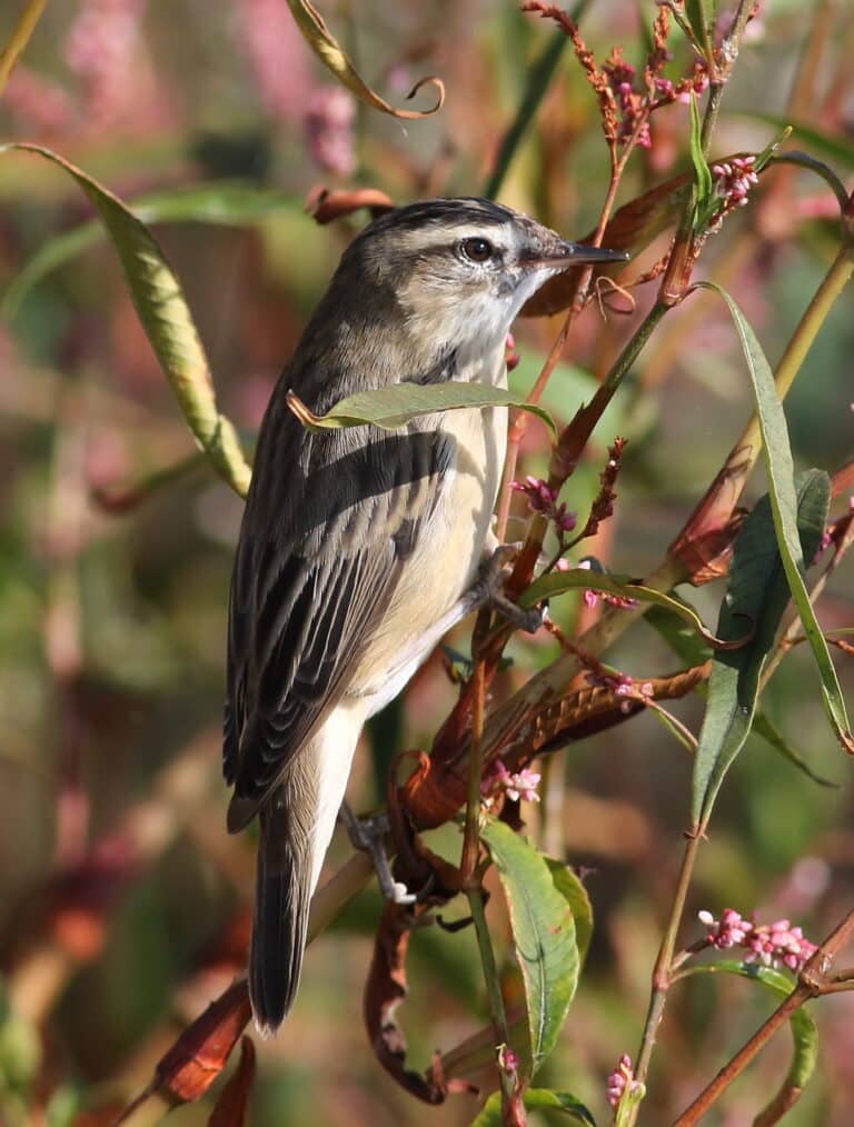 sedge warbler, acrocephalus schoenobaenus at marakele national park, limpopo, south africa (25278764924)