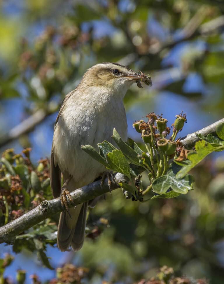 sedge warbler (acrocephalus schoenobaenus) 6