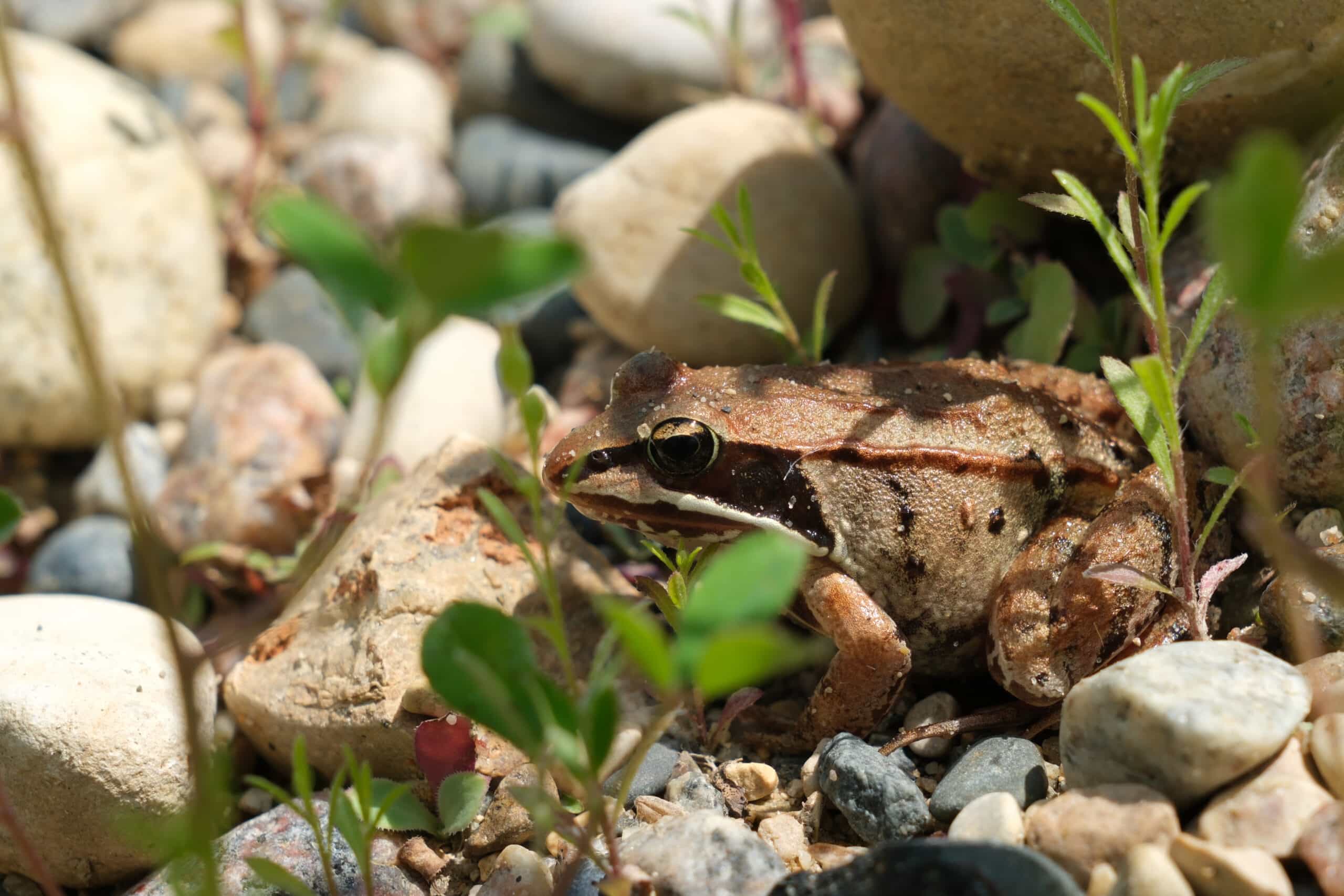 lithobates sylvaticus wood frog 02 lithobates sylvaticus wood frog 02