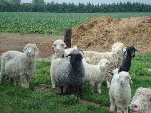black and white angora goats black and white angora goats