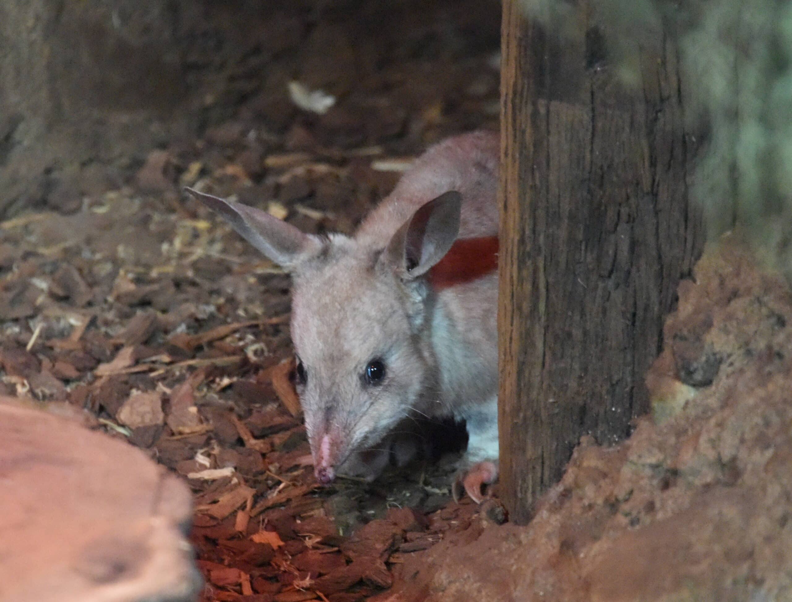 file:(1)bilby 3.jpg