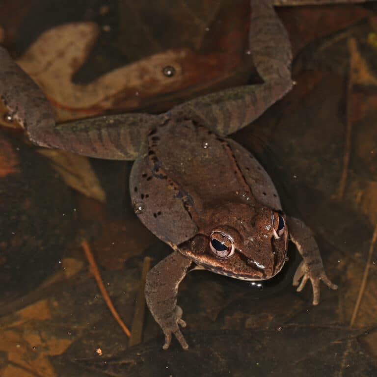 wood frog lithobates sylvaticus, riverbend park, great falls, virginia, march 12, 2021 (52650430888) wood frog lithobates sylvaticus, riverbend park, great falls, virginia, march 12, 2021 (52650430888)
