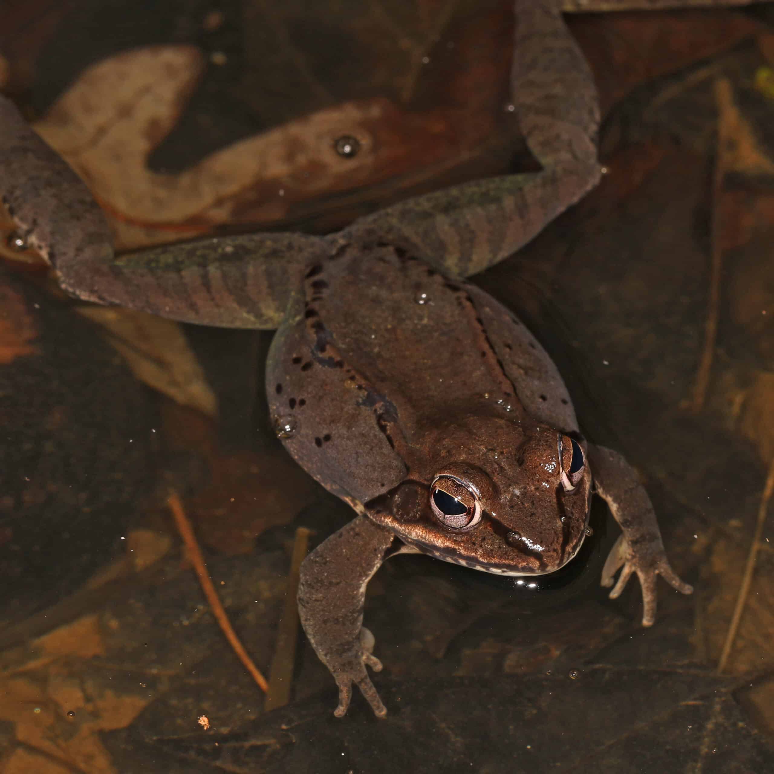 wood frog lithobates sylvaticus, riverbend park, great falls, virginia, march 12, 2021 (52650430888) wood frog lithobates sylvaticus, riverbend park, great falls, virginia, march 12, 2021 (52650430888)