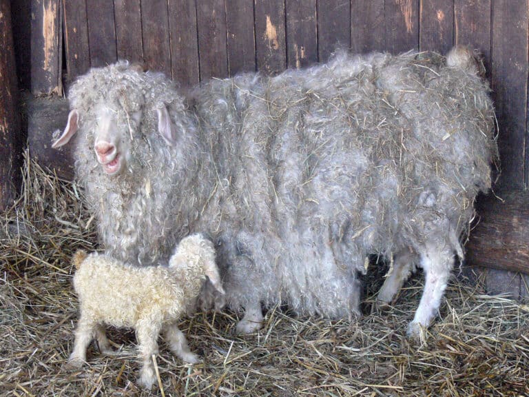 angora goat with young. angora goat with young.