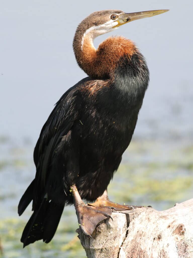 file:african darter, anhinga rufa at marievale nature reserve, gauteng, south africa (21191111431).jpg file:african darter, anhinga rufa at marievale nature reserve, gauteng, south africa (21191111431).jpg