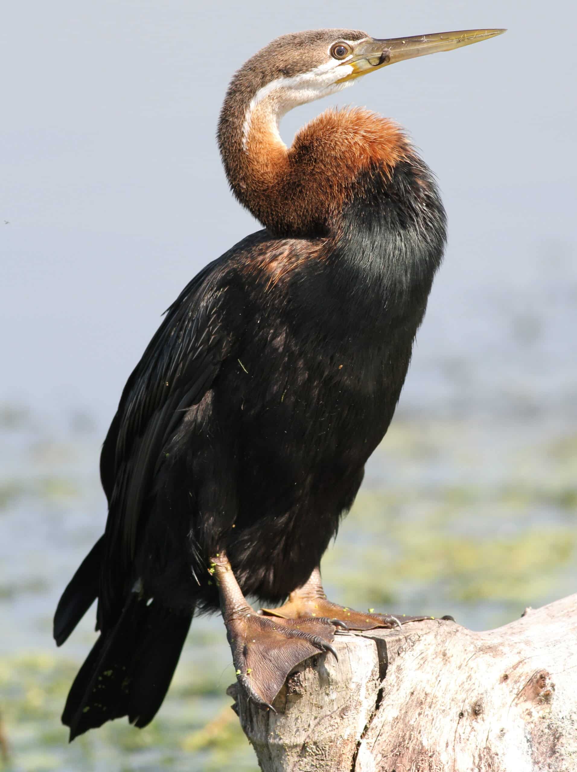 file:african darter, anhinga rufa at marievale nature reserve, gauteng, south africa (21191111431).jpg file:african darter, anhinga rufa at marievale nature reserve, gauteng, south africa (21191111431).jpg