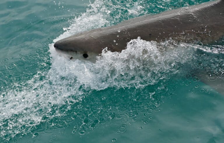great white shark (carcharodon carcharias) great white shark (carcharodon carcharias)