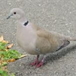 Eurasian Collared Dove