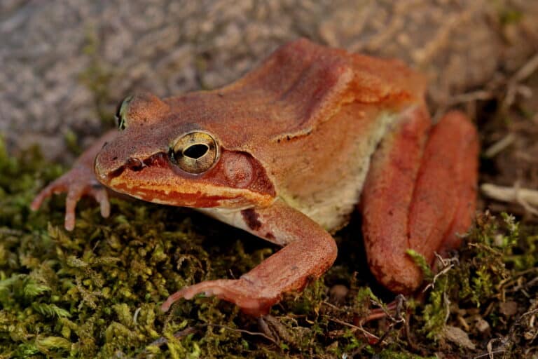 waldfrosch (lithobates sylvaticus), seitenansicht waldfrosch (lithobates sylvaticus), seitenansicht