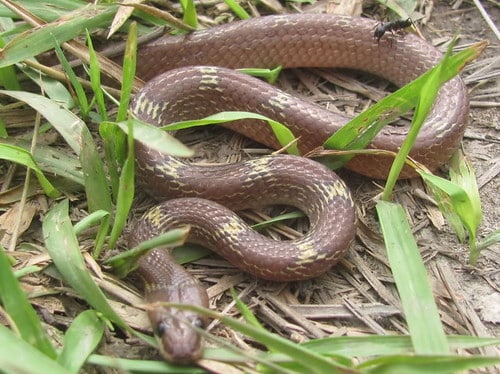 common wolf snake (lycodon capucinus)