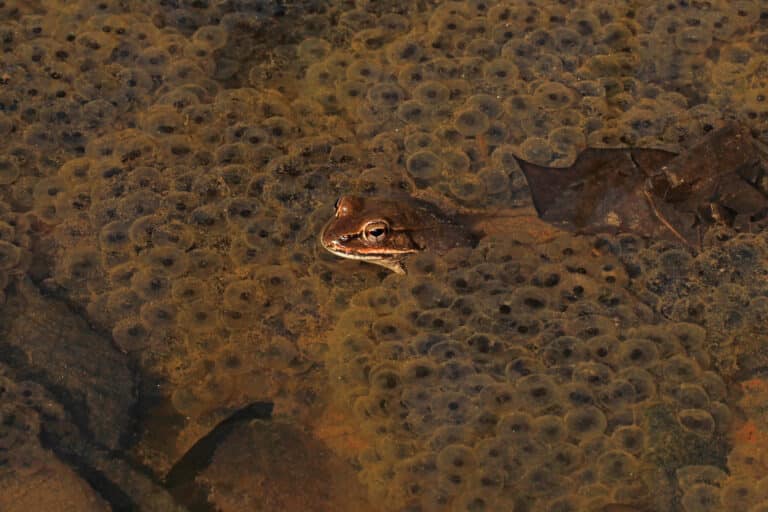 wood frog lithobates sylvaticus and wood frog eggs, lake accotink park, springfield, virginia, february 23, 2017 (52200154406) wood frog lithobates sylvaticus and wood frog eggs, lake accotink park, springfield, virginia, february 23, 2017 (52200154406)