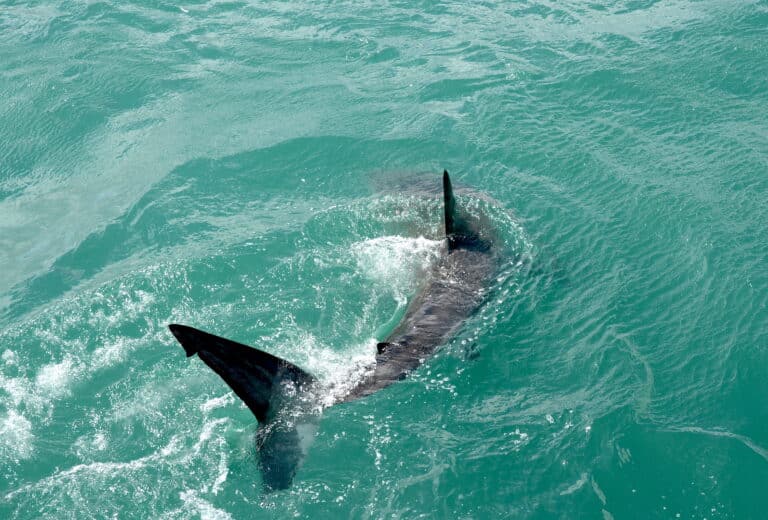 great white shark, carcharodon carcharias great white shark, carcharodon carcharias