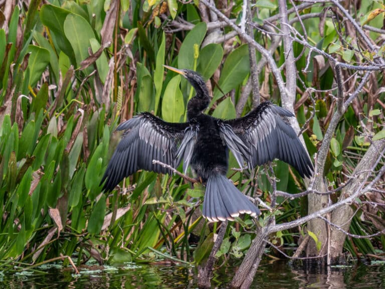 anhinga (95002) anhinga (95002)