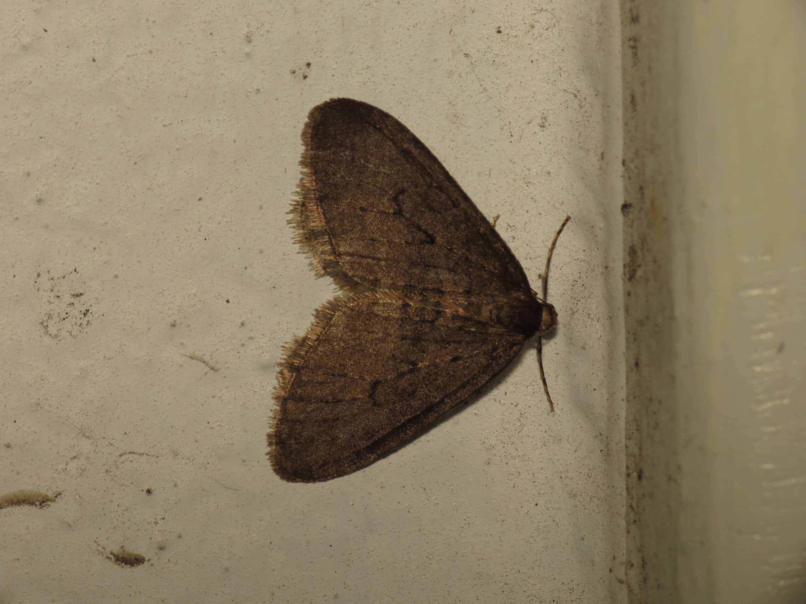 operophtera brumata (10686161424) operophtera brumata (10686161424)