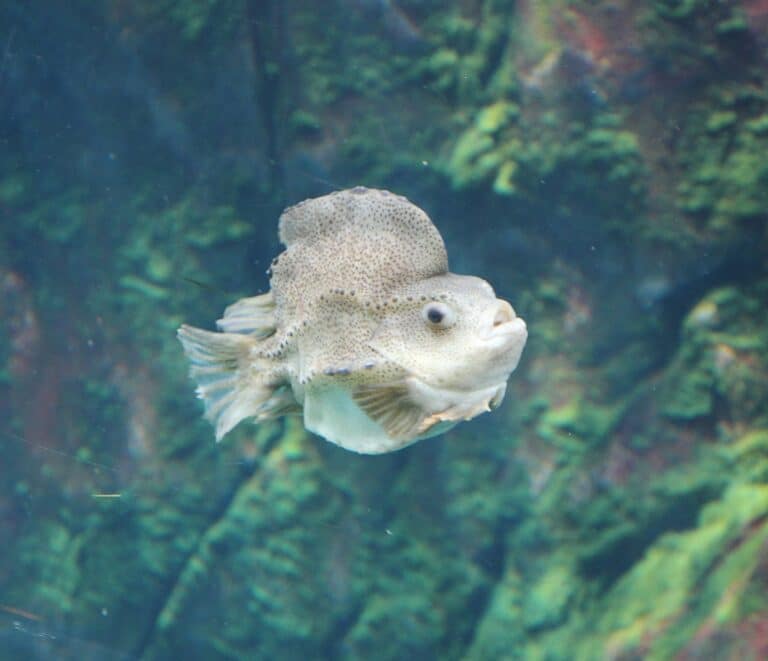 file:cyclopterus lumpus bm.jpg file:cyclopterus lumpus bm.jpg