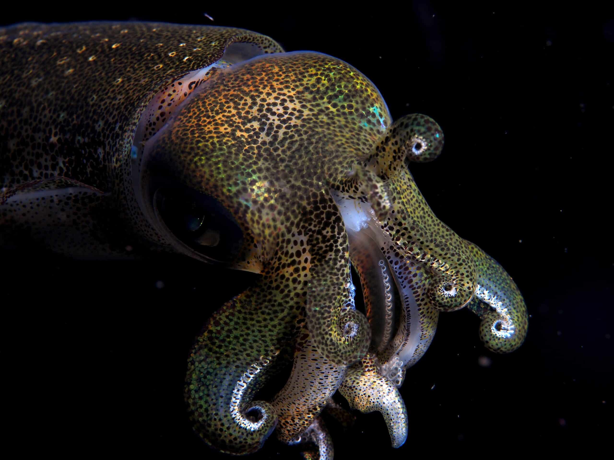 bigfin reef squid (sepioteuthis lessoniana) (14206906897) bigfin reef squid (sepioteuthis lessoniana) (14206906897)