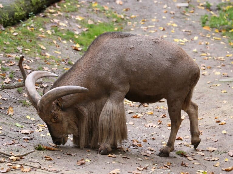 maehnenschaf ammotragus lervia tiergarten nuernberg 13 maehnenschaf ammotragus lervia tiergarten nuernberg 13