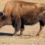 Wood Bison