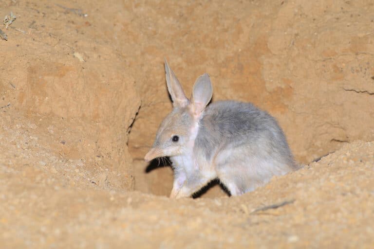 greater bilby at its burrow, astrebla downs national park, 2024