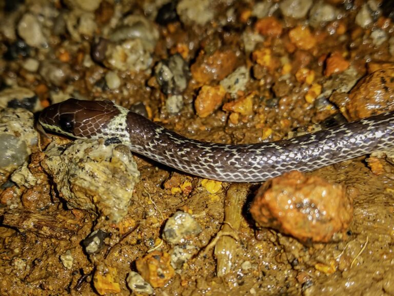 lycodon capucinus 111277855 Wolf Snake