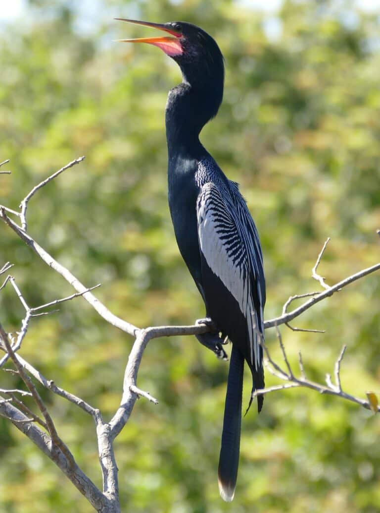 american anhinga (anhinga anhinga) male (28333699725) american anhinga (anhinga anhinga) male (28333699725)