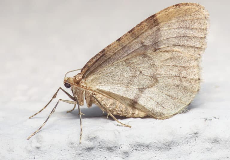 operophtera brumata 342249323 operophtera brumata 342249323 Winter Moth