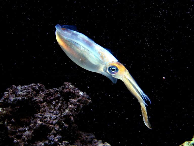 bigfin reef squid (sepioteuthis lessoniana) grb bigfin reef squid (sepioteuthis lessoniana) grb