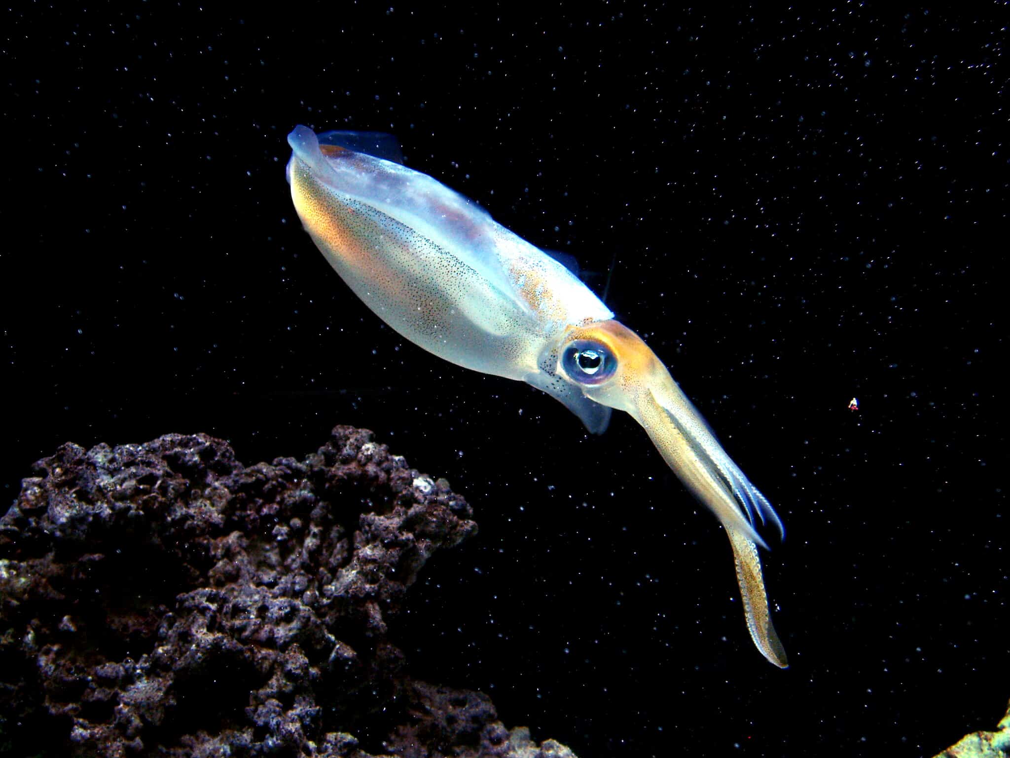 bigfin reef squid (sepioteuthis lessoniana) grb bigfin reef squid (sepioteuthis lessoniana) grb