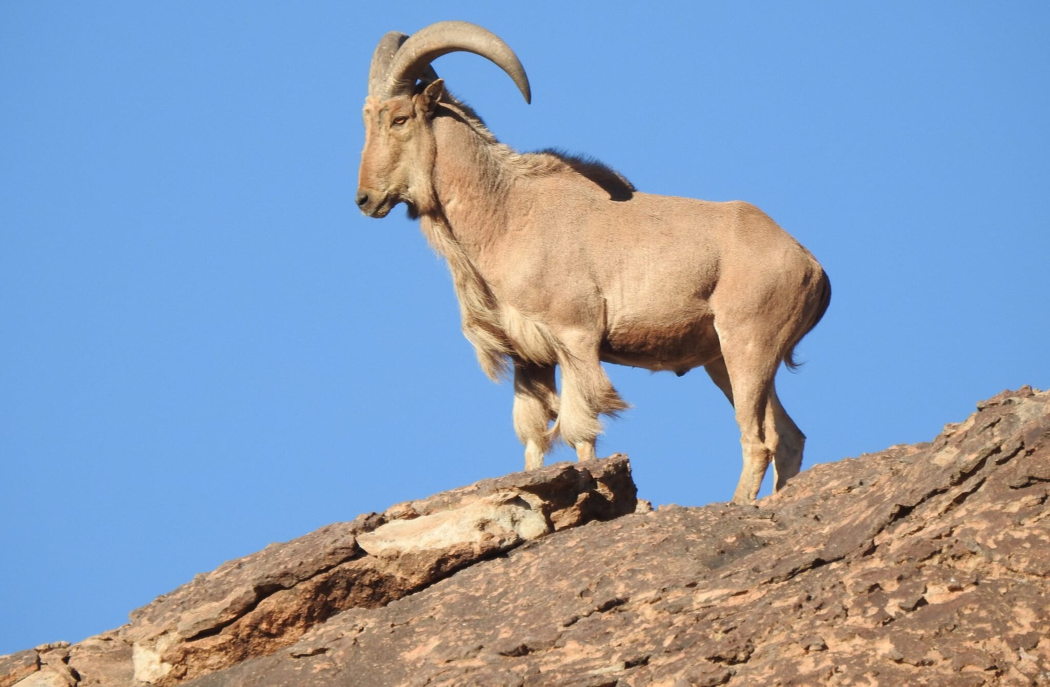 ammotragus lervia 110535403 ammotragus lervia 110535403 Aoudad Sheep