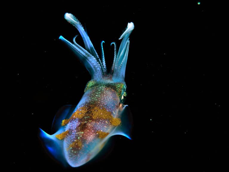 bigfin reef squid (sepioteuthis lessoniana) (32199935062) r0 bigfin reef squid (sepioteuthis lessoniana) (32199935062) r0