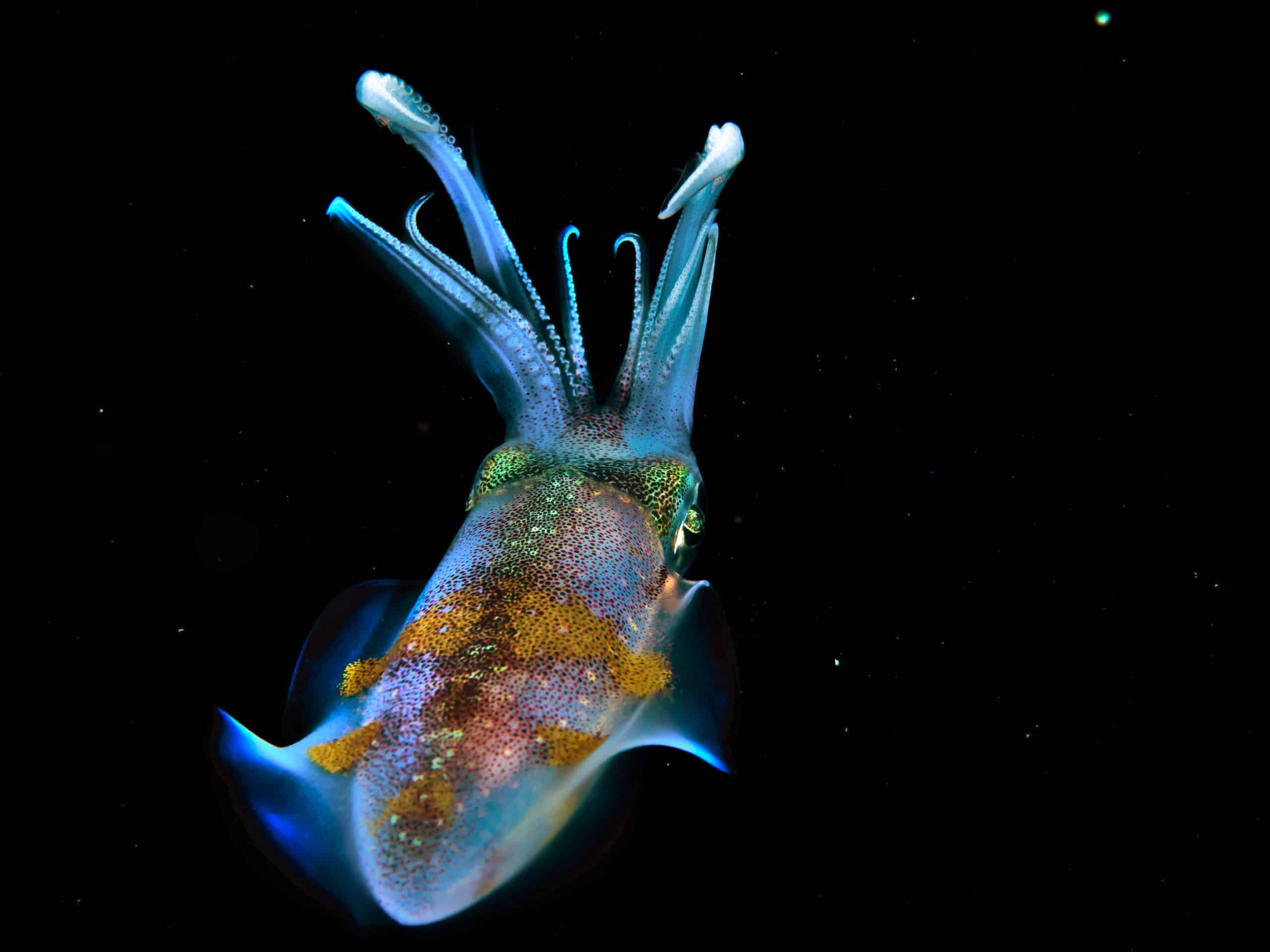 bigfin reef squid (sepioteuthis lessoniana) (32199935062) r0 bigfin reef squid (sepioteuthis lessoniana) (32199935062) r0