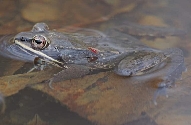 063 366 wood frog lithobates sylvaticus with northern frog biting mosquito culex territans, lake accotink park, springfield, virginia, march 3, 2024 (53565225117) 063 366 wood frog lithobates sylvaticus with northern frog biting mosquito culex territans, lake accotink park, springfield, virginia, march 3, 2024 (53565225117)
