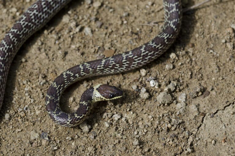 common wolf snake, lycodon capucinus (boie, 1827)