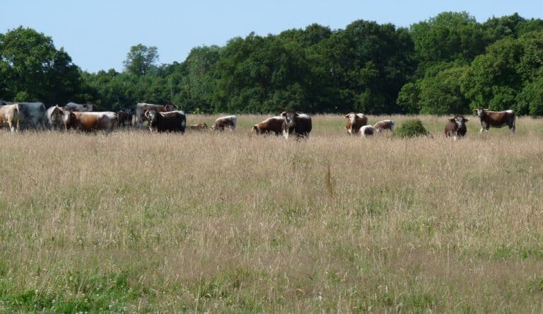 longhorn cattle at knepp wildland longhorn cattle at knepp wildland