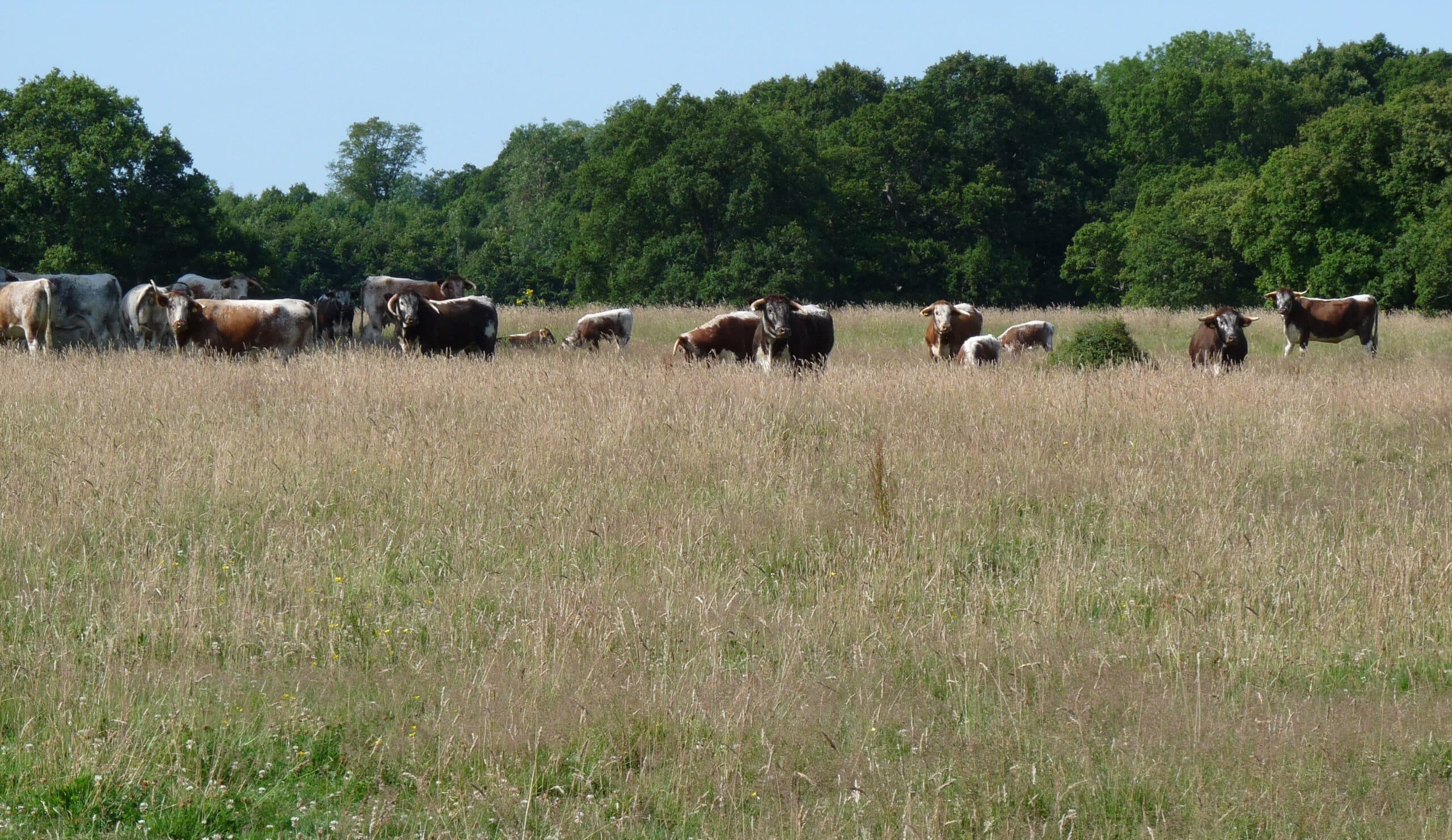 longhorn cattle at knepp wildland longhorn cattle at knepp wildland