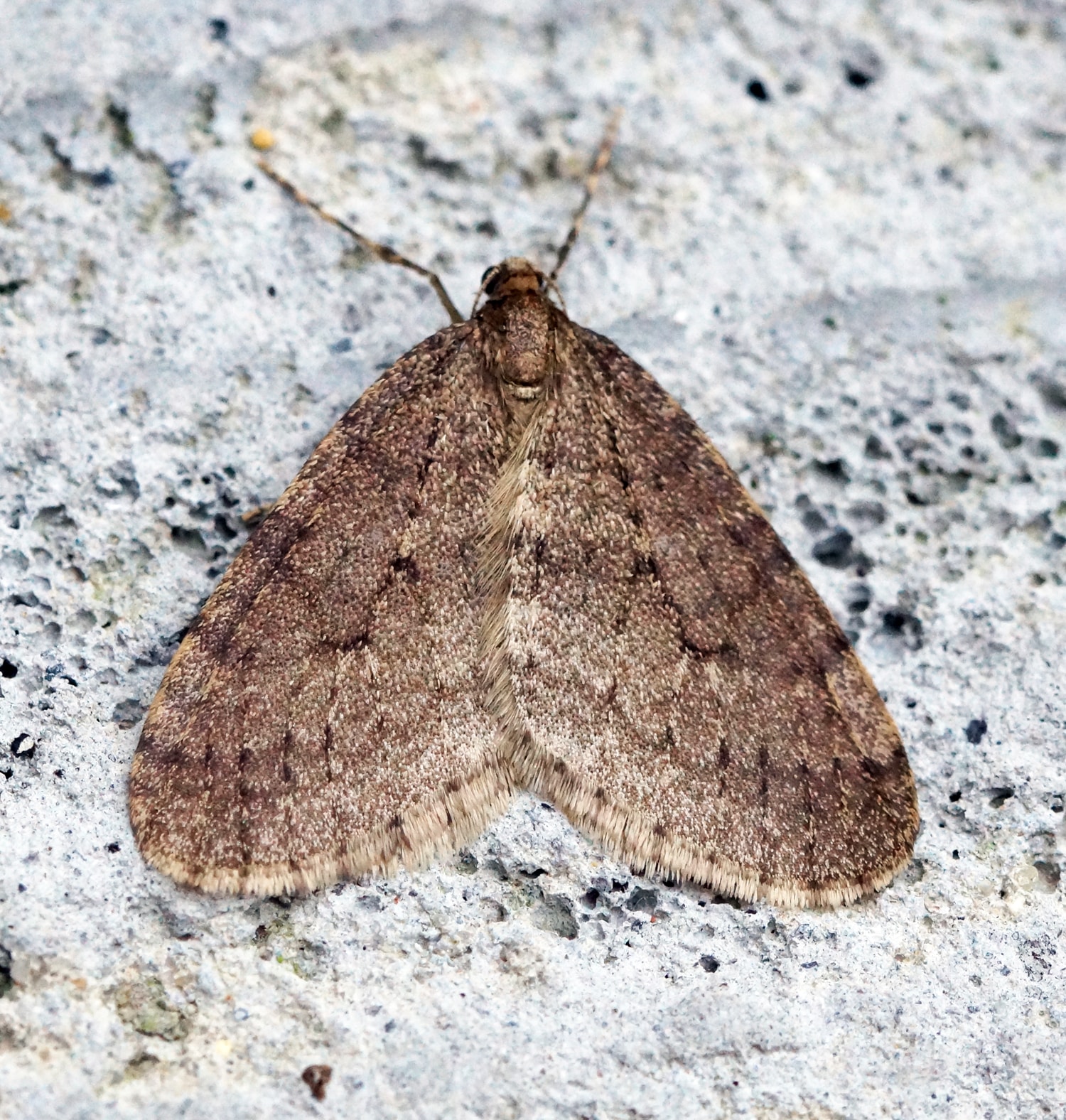 (1799) winter moth (operophtera brumata) (15884404657) (1799) winter moth (operophtera brumata) (15884404657)
