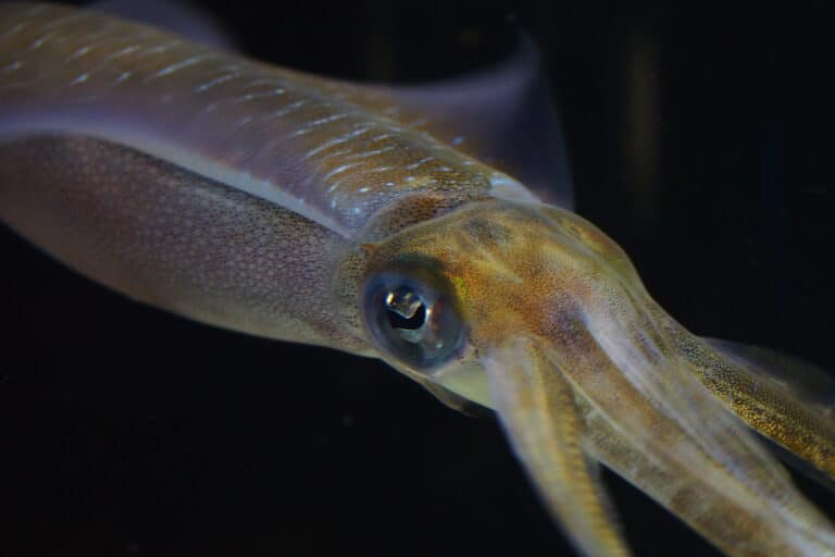 bigfin reef squid (sepioteuthis lessoniana) (16063247395) bigfin reef squid (sepioteuthis lessoniana) (16063247395)