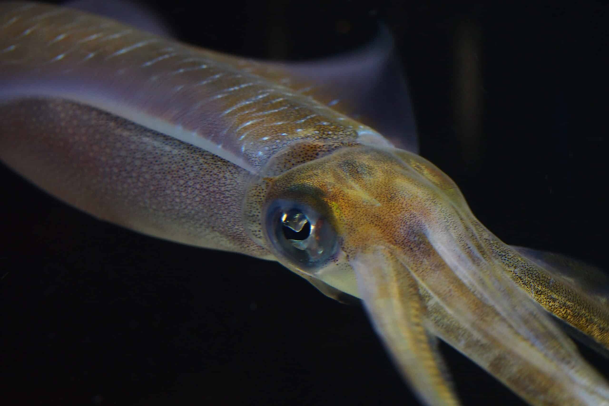 bigfin reef squid (sepioteuthis lessoniana) (16063247395) bigfin reef squid (sepioteuthis lessoniana) (16063247395)