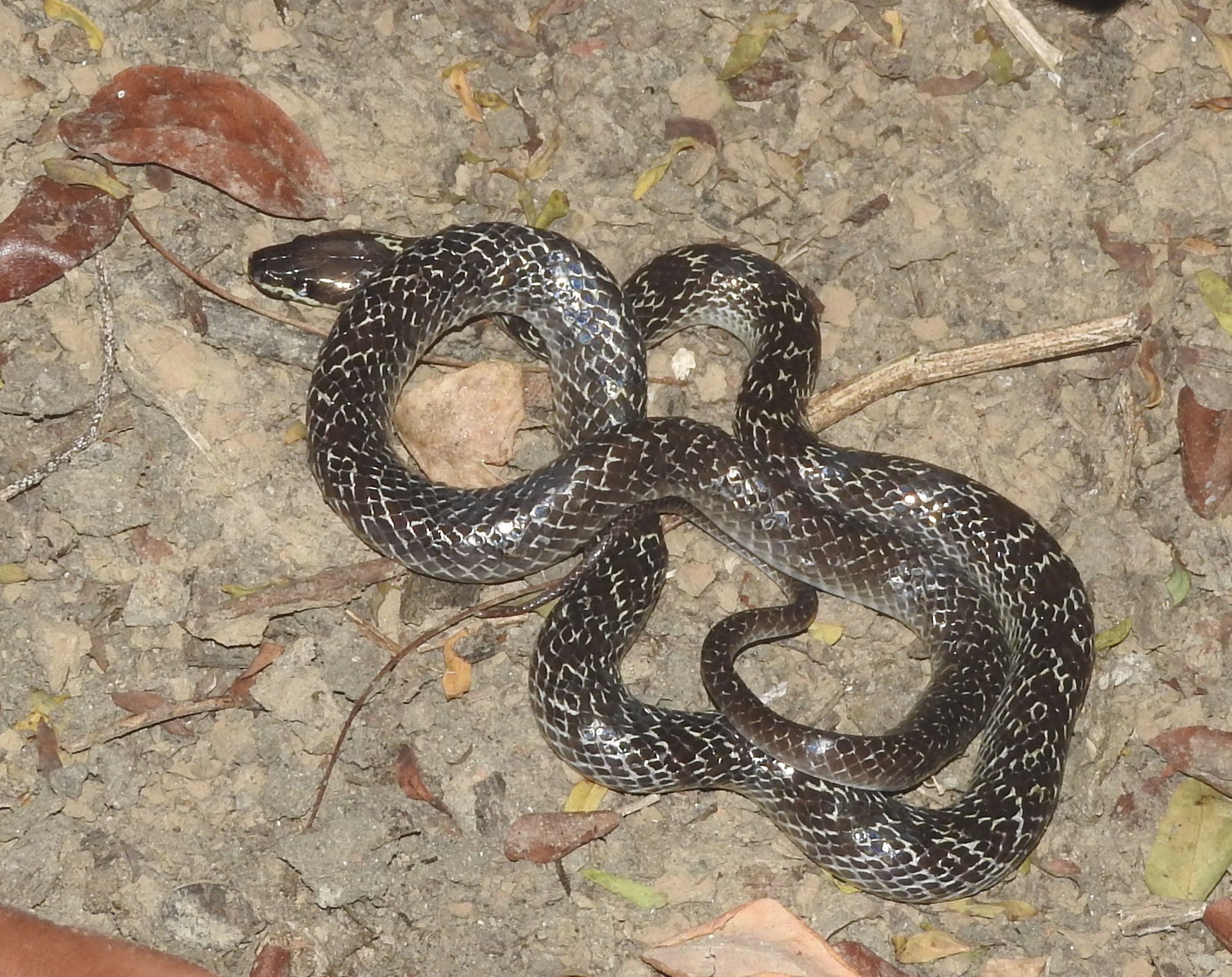 lycodon capucinus 57904429