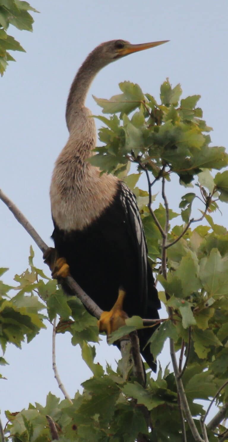 anhinga anhinga near lake apopka, florida, usa female 8 anhinga anhinga near lake apopka, florida, usa female 8