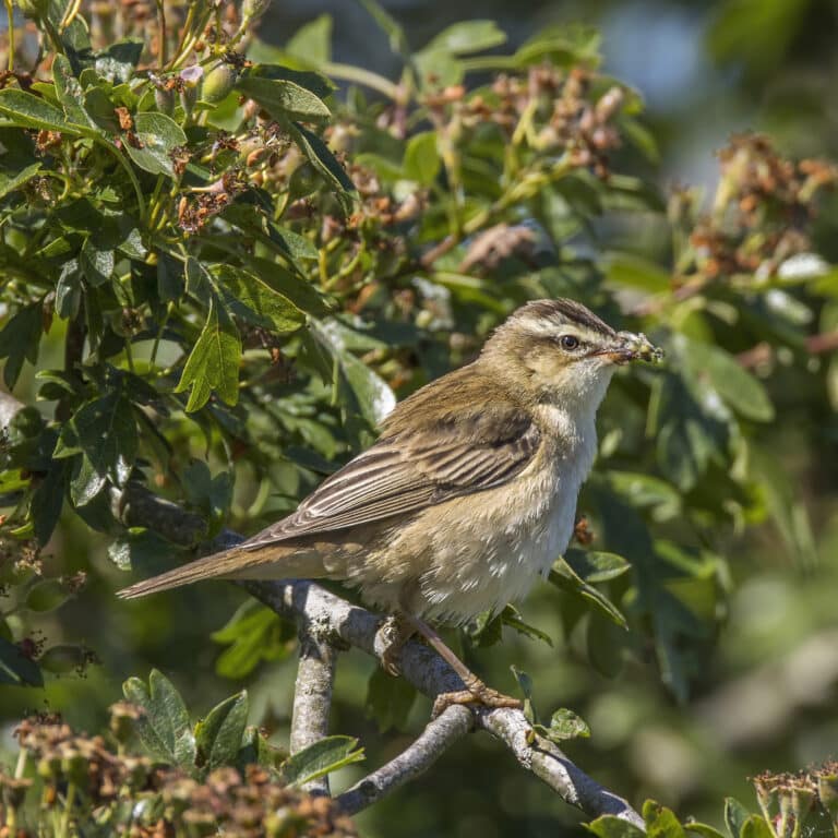 sedge warbler (acrocephalus schoenobaenus) 3