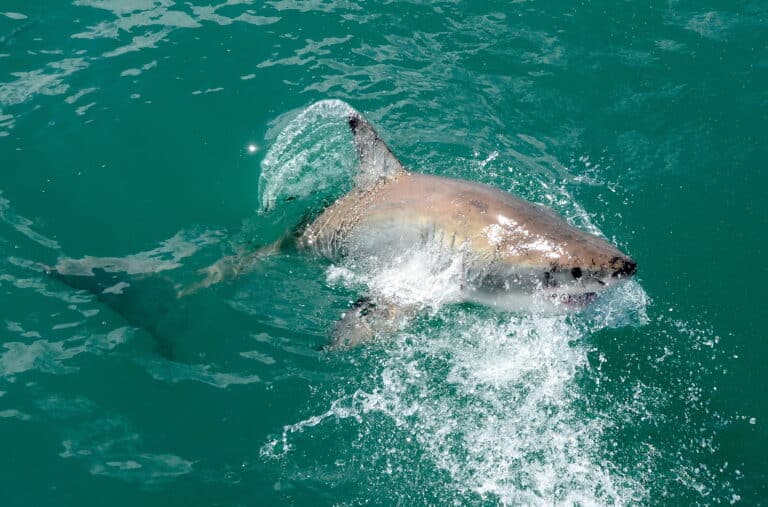 carcharodon carcharias, gansbaai (south africa) carcharodon carcharias, gansbaai (south africa)