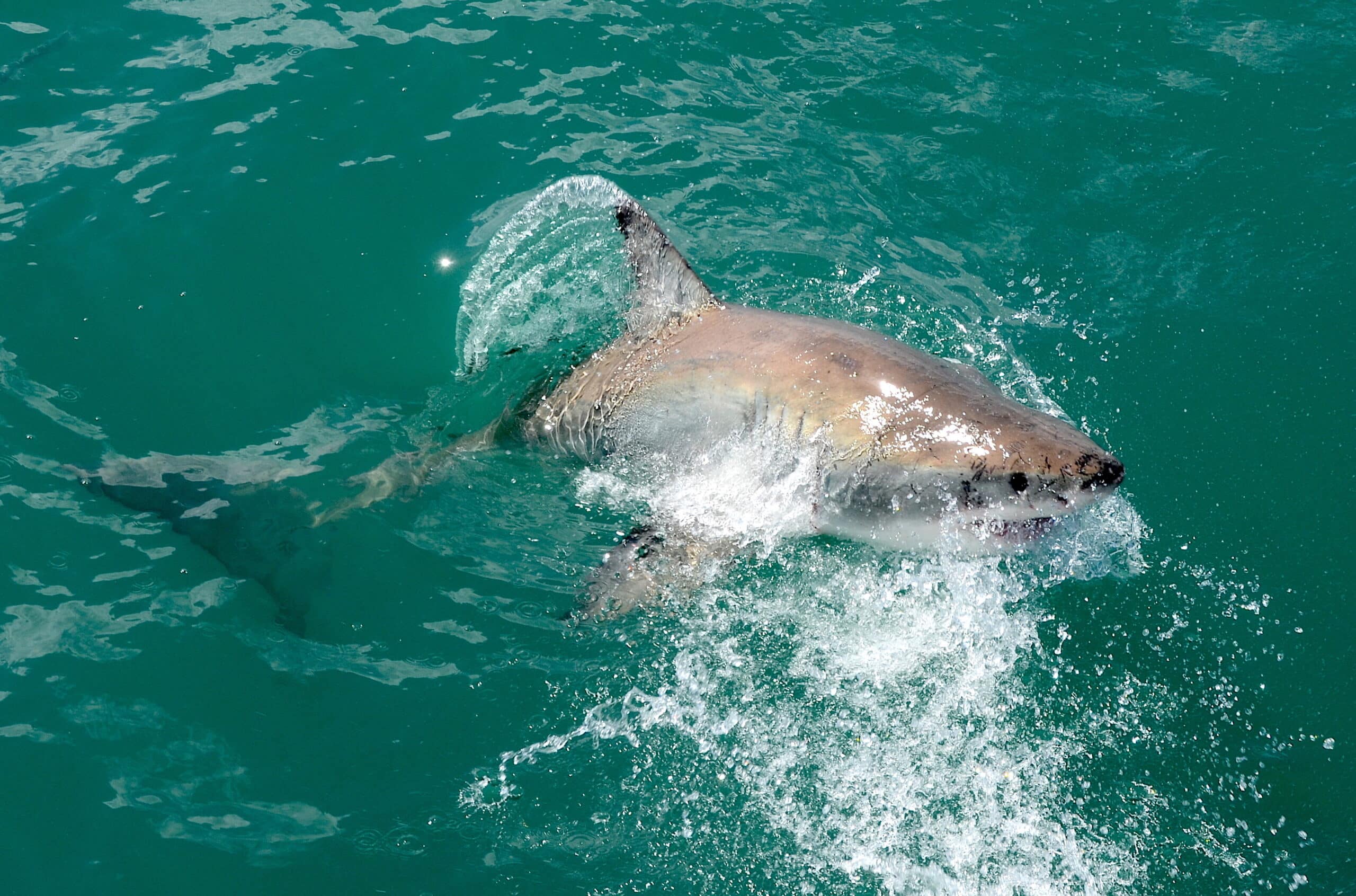 carcharodon carcharias, gansbaai (south africa) carcharodon carcharias, gansbaai (south africa)